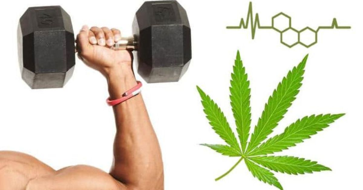 CBD Benefits for Muscle Growth and Fitness