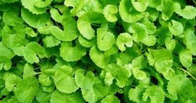 Brahmi Benefits Usage Doses FAQs