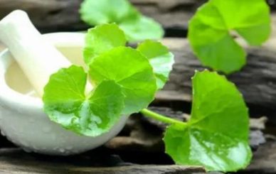 Brahmi Benefits Usage Doses FAQs