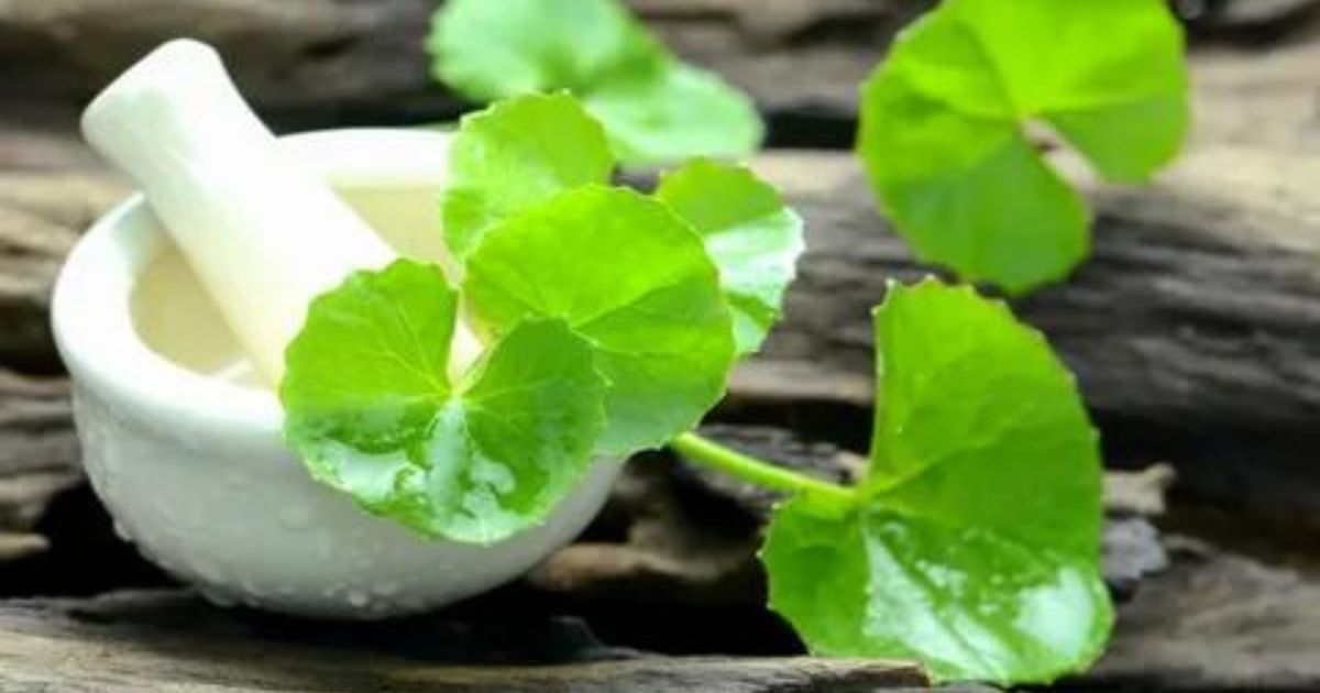 Brahmi Benefits Usage Doses FAQs