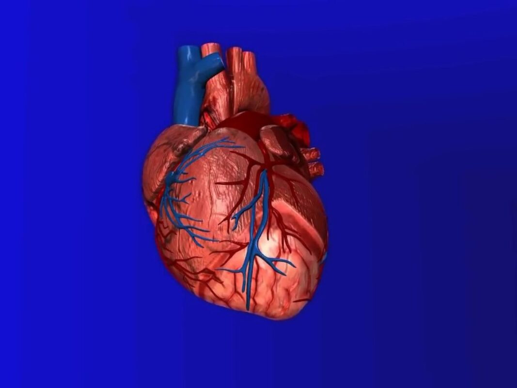 specific function of heart