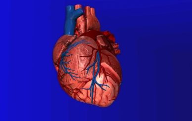 specific function of heart