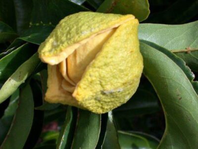 annona fight cancer naturally