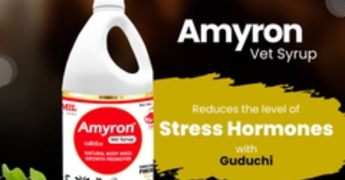 Amyron Syrup Benefits and Side Effects in Hindi