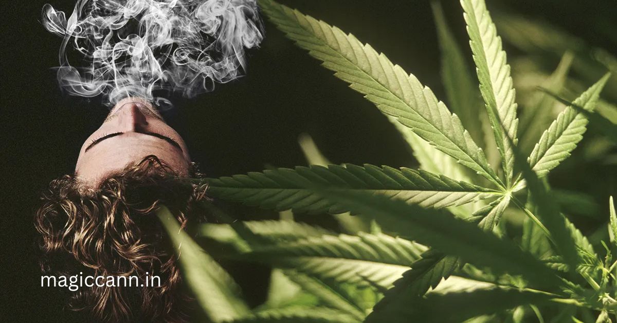 Is Ganja Banned in India? Legal Insights