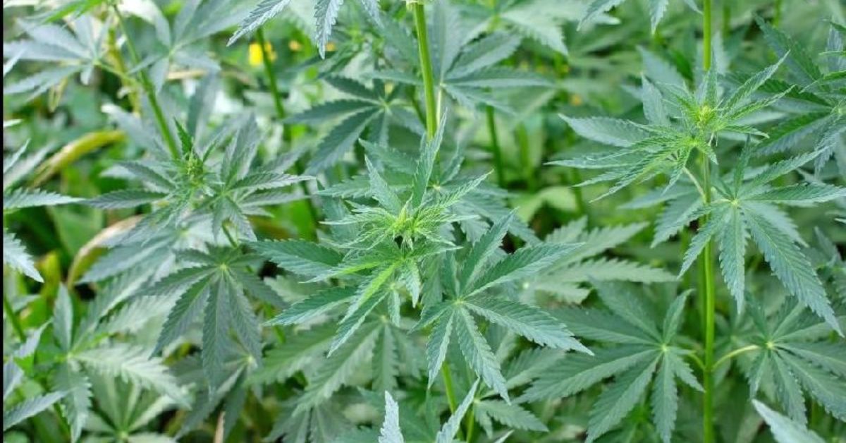 difference between bhang and ganja