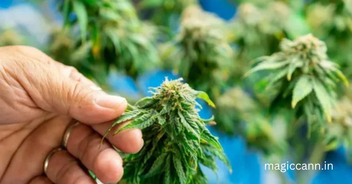 Is Ganja Banned in India? Legal Insights