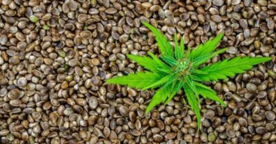 Cannabis Seeds in India