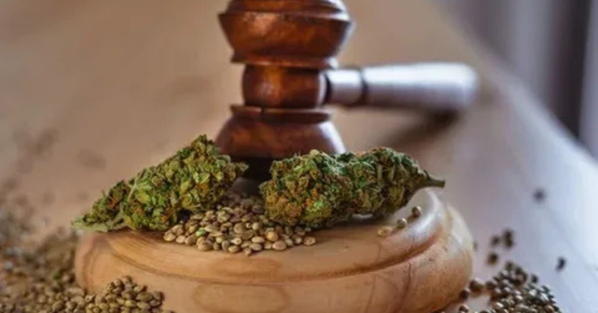 Cannabis Seeds in India