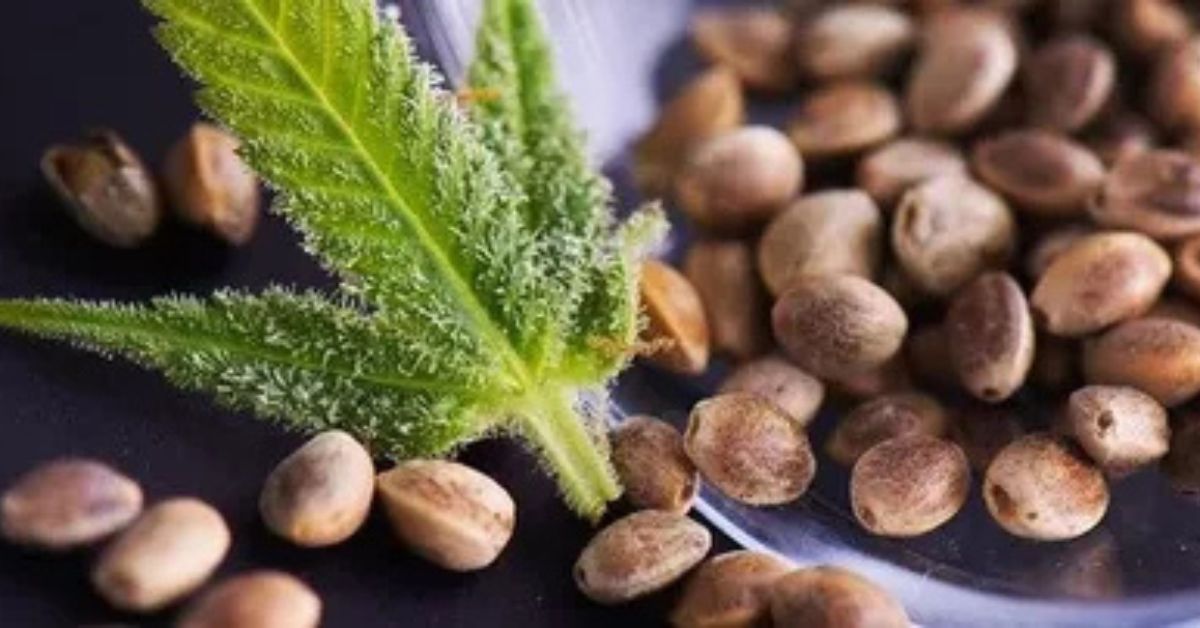 Cannabis Seeds in India