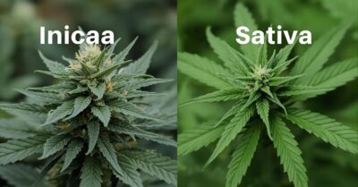 indica vs sativa for pain relief