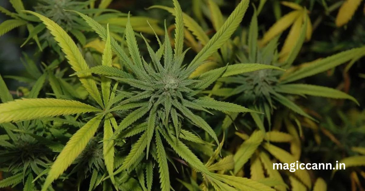 Top Benefits & Side Effects of Cannabis: Health & Safety Guide