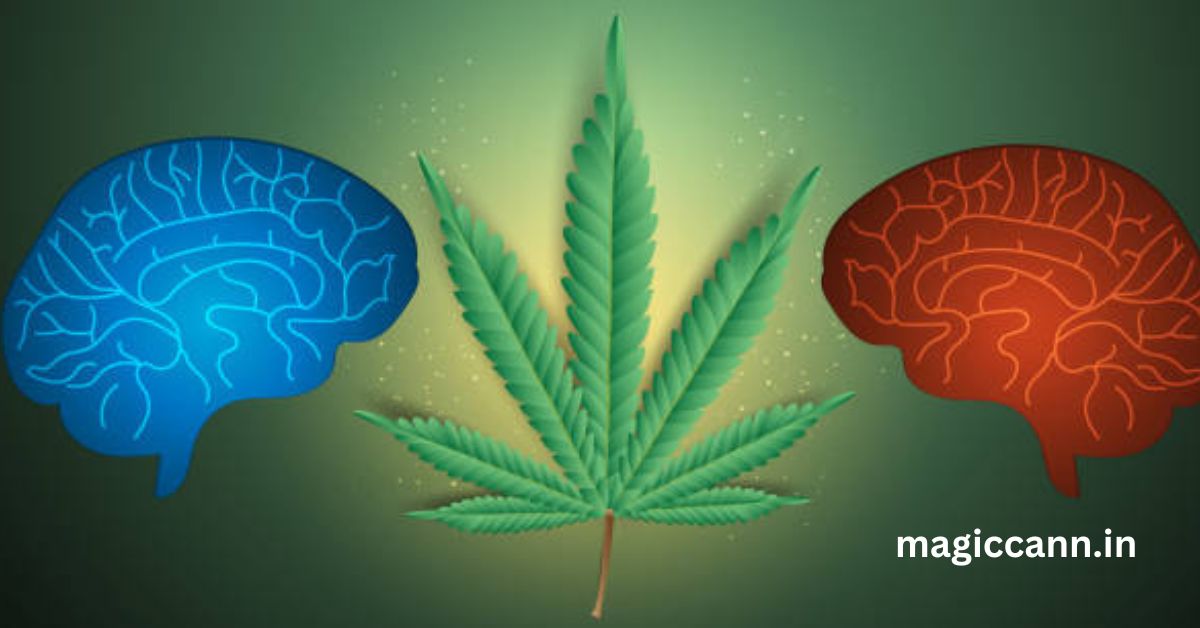 Top Benefits & Side Effects of Cannabis: Health & Safety Guide