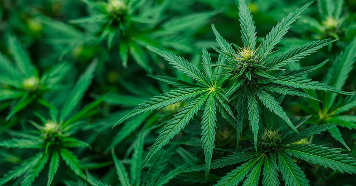 CBD for Achilles Tendonitis