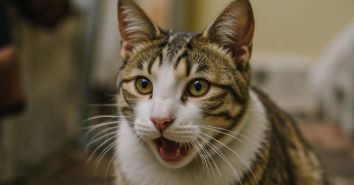 does cbd get cats high