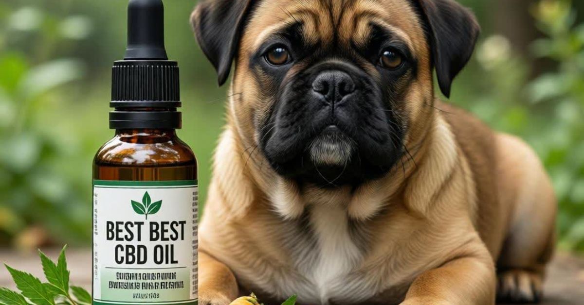 CBD for Dogs with Cushing’s Disease