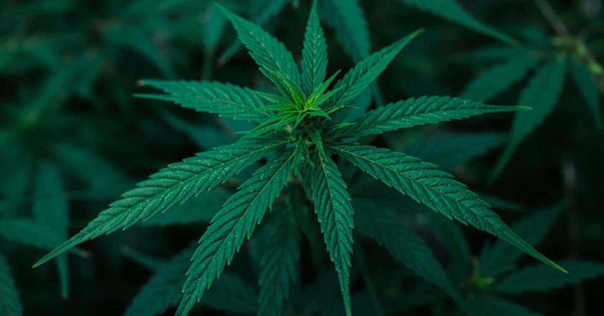 cbd vs antidepressants for anxiety