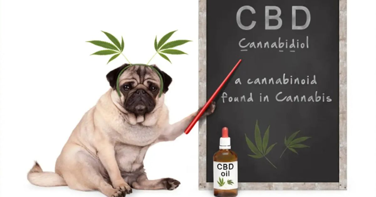 How CBD Can Help Hyperactive Dogs?
