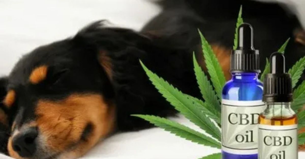How CBD Can Help Hyperactive Dogs?
