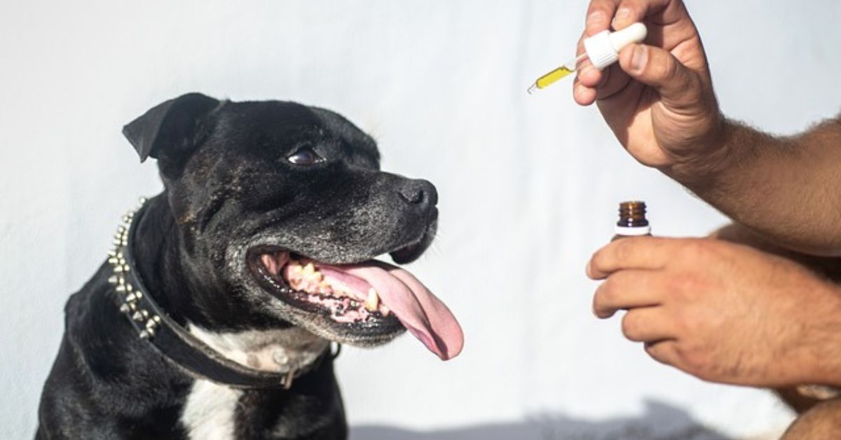 How CBD Can Help Hyperactive Dogs?