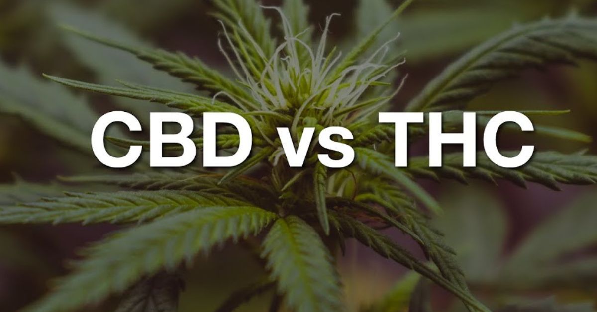 CBD vs THC oil