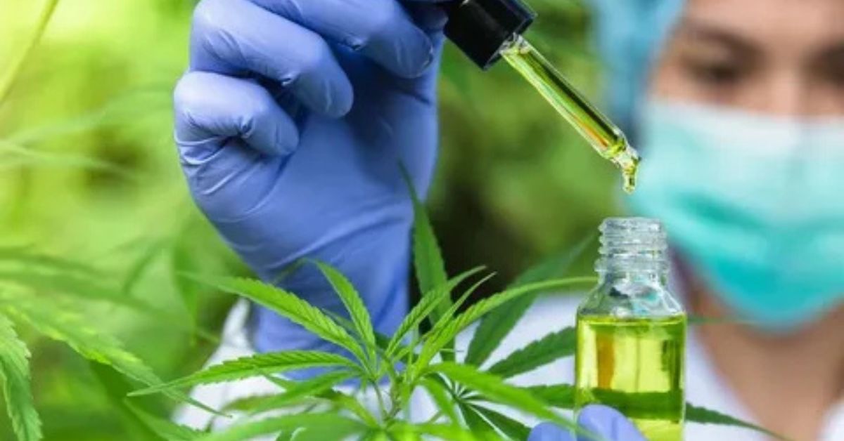 medical cannabis india